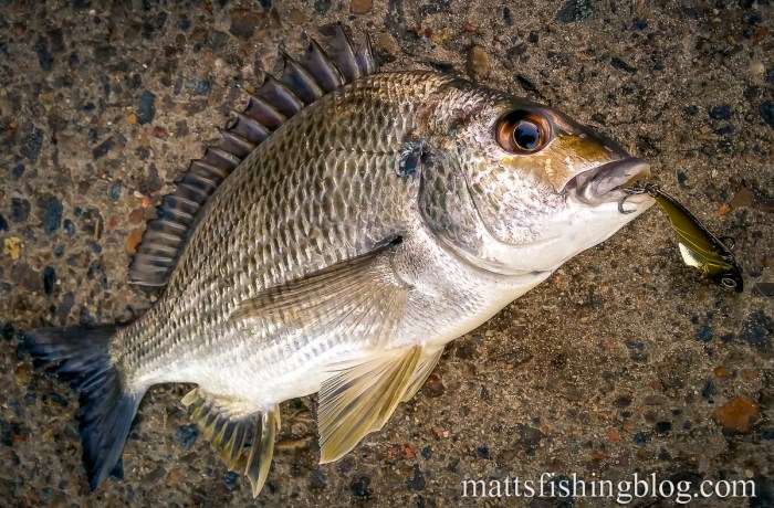 20150523 Narrabeen Lake 10